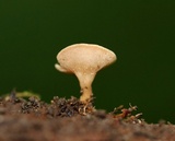 Tatraea macrospora image