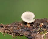 Tatraea macrospora image