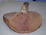 Lactarius psammicola image