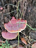 Ganoderma sessile image