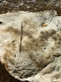Ganoderma sessile image