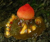 Calostoma cinnabarinum image