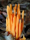 Clavulinopsis aurantiocinnabarina image