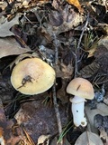 Cortinarius caperatus image
