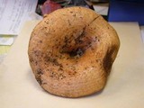 Lactarius psammicola image