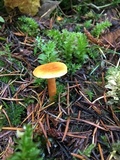 Lactarius subflammeus image