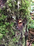 Chrysomphalina aurantiaca image