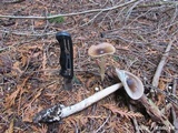 Amanita pachycolea image