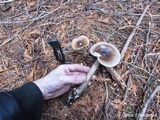Amanita pachycolea image
