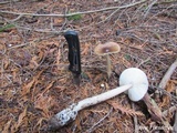 Amanita pachycolea image