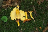 Cantharellus appalachiensis image