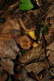 Cantharellus appalachiensis image