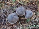 Tricholoma terreum image