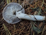 Tricholoma terreum image