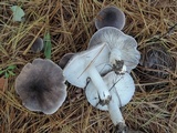 Tricholoma terreum image