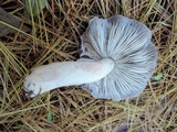 Tricholoma terreum image