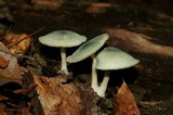 Clitocybe odora image
