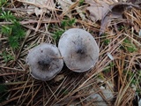 Tricholoma portentosum image