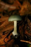 Clitocybe odora image