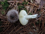 Tricholoma portentosum image