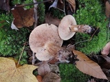 Tricholoma pessundatum image