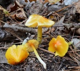 Hygrocybe acutoconica image