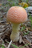 Amanita persicina image