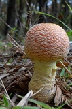 Amanita persicina image