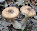 Armillaria gallica image