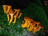 Cantharellus ignicolor image