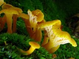 Cantharellus ignicolor image