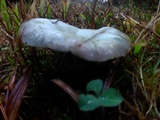 Lactarius paradoxus image