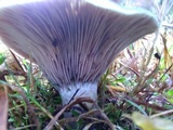 Lactarius paradoxus image