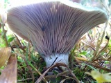 Lactarius paradoxus image