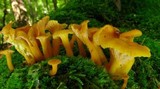 Cantharellus ignicolor image