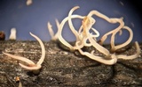 Pterula gracilis image