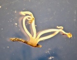 Pterula gracilis image