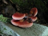 Fistulina hepatica image