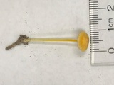 Mycena crocea image