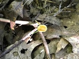 Mycena crocea image