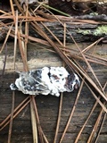 Beauveria bassiana image