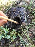 Panaeolus antillarum image