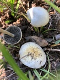 Panaeolus antillarum image