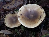 Russula sororia image