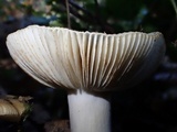 Russula sororia image