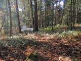 Russula sororia image