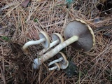 Hypholoma capnoides image