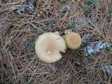 Hypholoma capnoides image