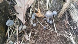 Mycena griseoviridis image