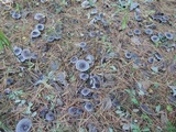 Tricholoma terreum image